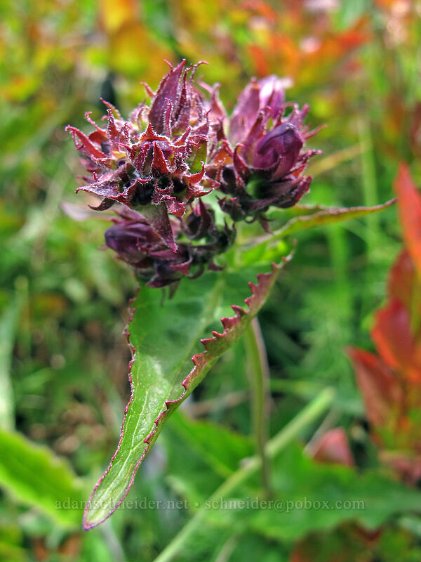 penstemon, budding (Penstemon serrulatus) [Silver Star Mountain summit, Gifford Pinchot Nat'l Forest, Skamania County, Washington]