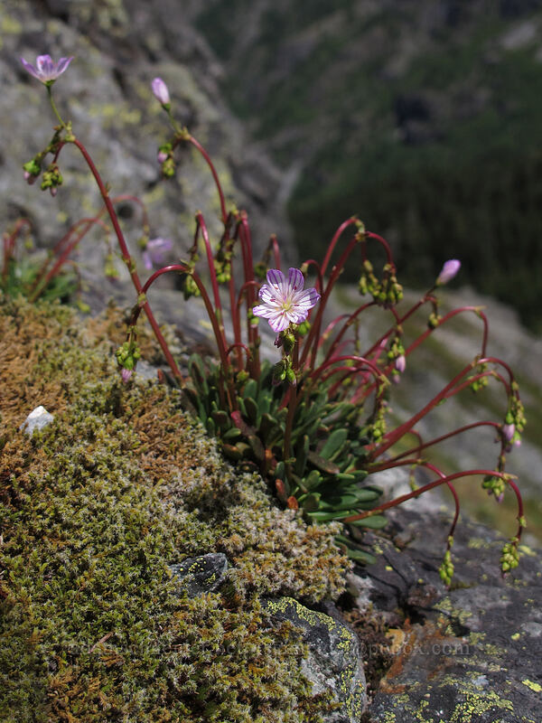 Columbia lewisia (Lewisia columbiana) [Silver Star Mountain summit, Gifford Pinchot Nat'l Forest, Skamania County, Washington]