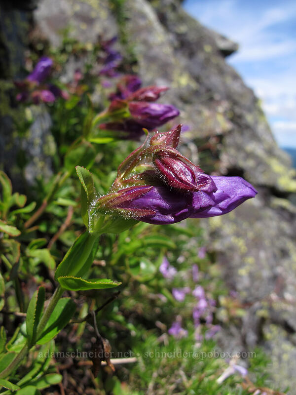 Cardwell's penstemon (Penstemon cardwellii) [Silver Star Mountain summit, Gifford Pinchot Nat'l Forest, Skamania County, Washington]