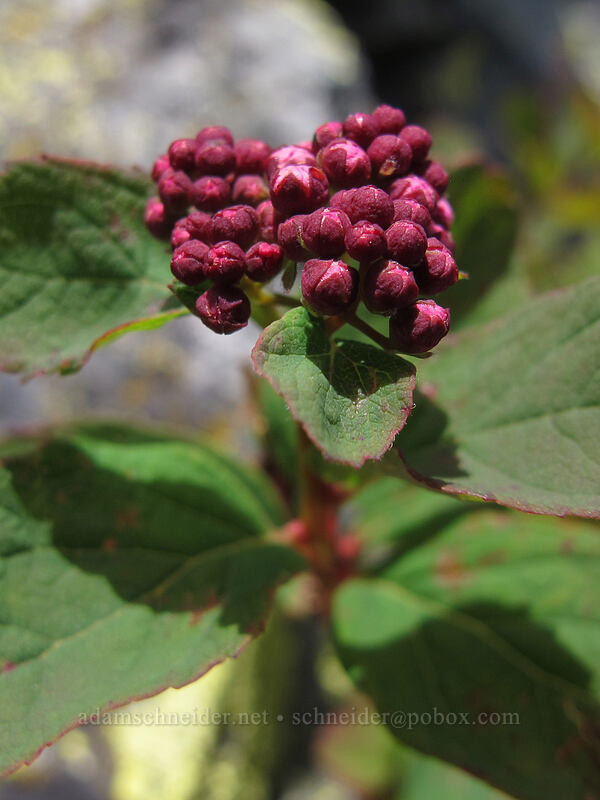 spirea buds (Spiraea splendens (Spiraea densiflora)) [Silver Star Mountain summit, Gifford Pinchot Nat'l Forest, Skamania County, Washington]