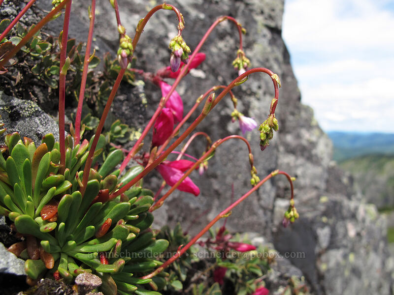 Columbia lewisia, budding (Lewisia columbiana) [Silver Star Mountain summit, Gifford Pinchot Nat'l Forest, Skamania County, Washington]