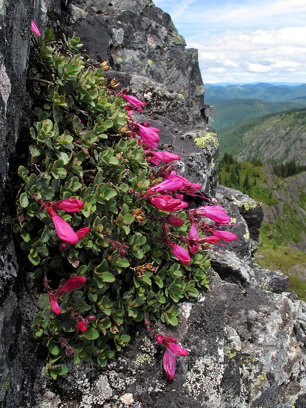 cliff penstemon (Penstemon rupicola) [Silver Star Mountain summit, Gifford Pinchot Nat'l Forest, Skamania County, Washington]