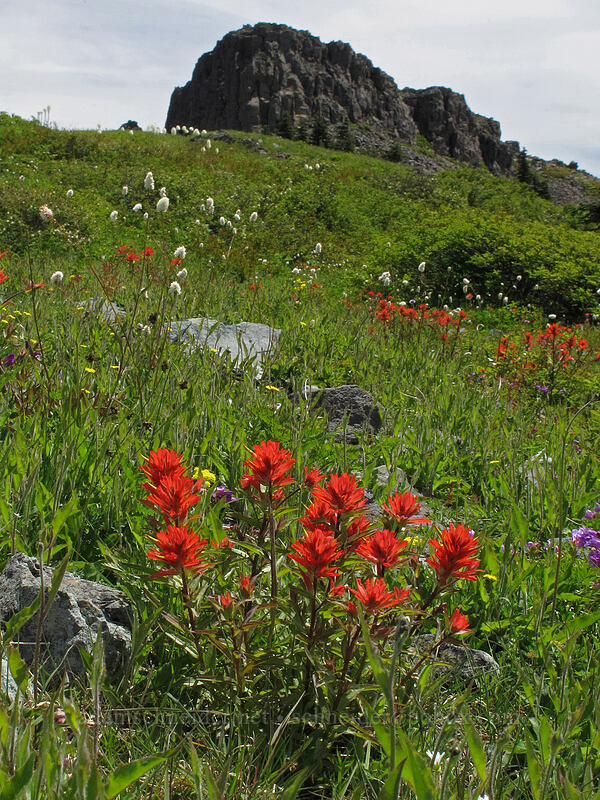 paintbrush (Castilleja miniata) [Silver Star Mountain Trail, Gifford Pinchot Nat'l Forest, Skamania County, Washington]
