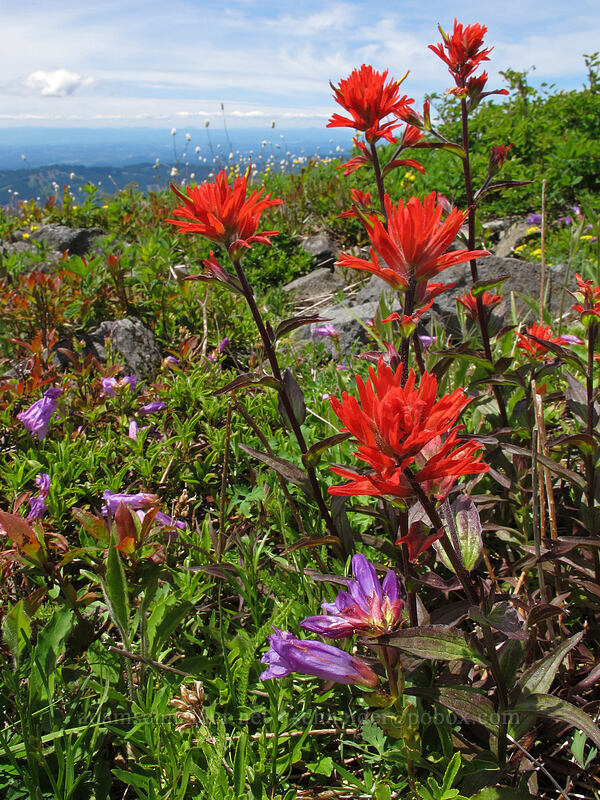 paintbrush & penstemon (Castilleja miniata, Penstemon cardwellii) [Silver Star Mountain Trail, Gifford Pinchot Nat'l Forest, Skamania County, Washington]