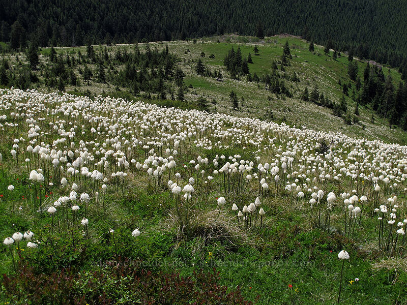 beargrass (Xerophyllum tenax) [Silver Star Mountain Trail, Gifford Pinchot Nat'l Forest, Skamania County, Washington]