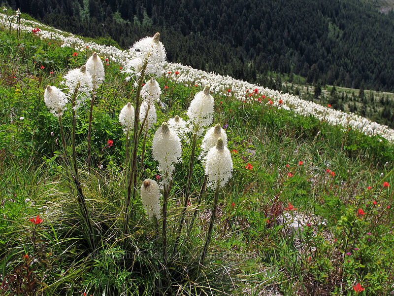 beargrass (Xerophyllum tenax) [Silver Star Mountain Trail, Gifford Pinchot Nat'l Forest, Skamania County, Washington]