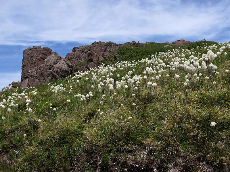 beargrass (Xerophyllum tenax) [Silver Star Mountain Trail, Gifford Pinchot Nat'l Forest, Skamania County, Washington]
