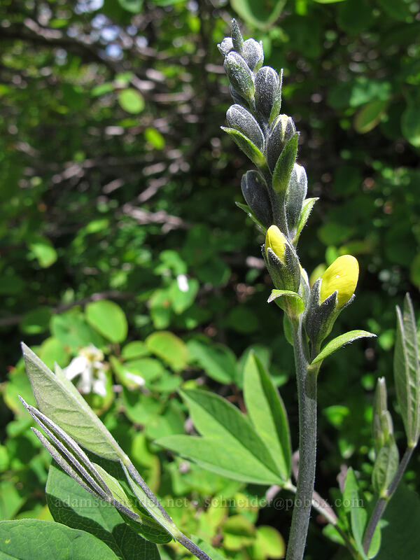 golden pea (Thermopsis montana) [Silver Star Mountain Trail, Gifford Pinchot Nat'l Forest, Skamania County, Washington]
