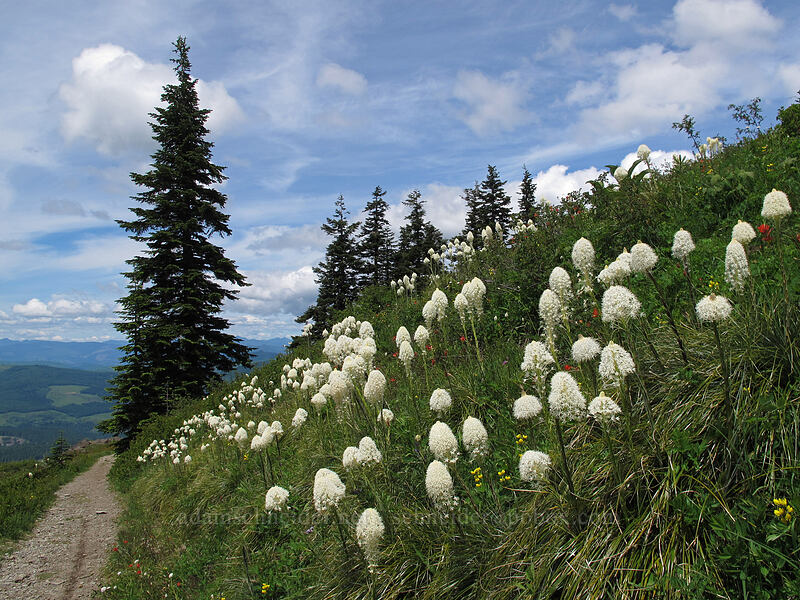 beargrass (Xerophyllum tenax) [Silver Star Mountain Trail, Gifford Pinchot Nat'l Forest, Skamania County, Washington]
