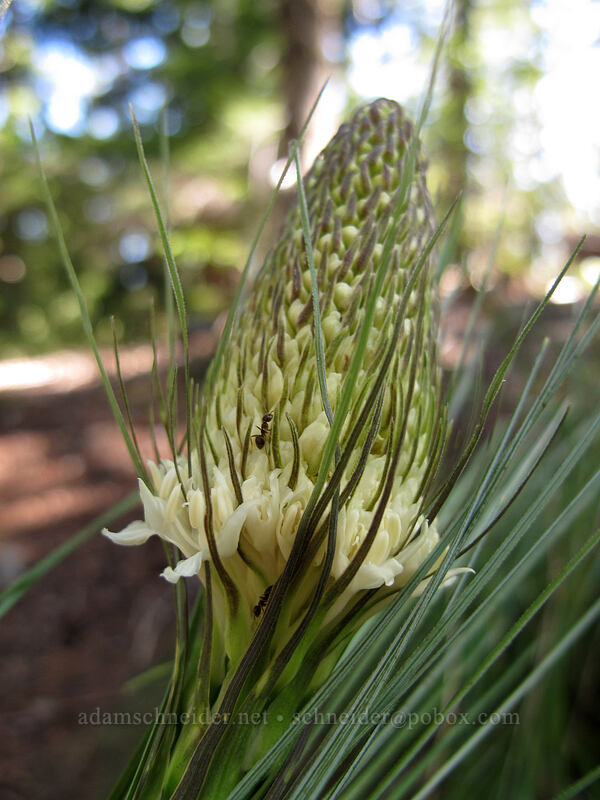 beargrass (Xerophyllum tenax) [Mirror Lake Trail, Mt. Hood National Forest, Clackamas County, Oregon]