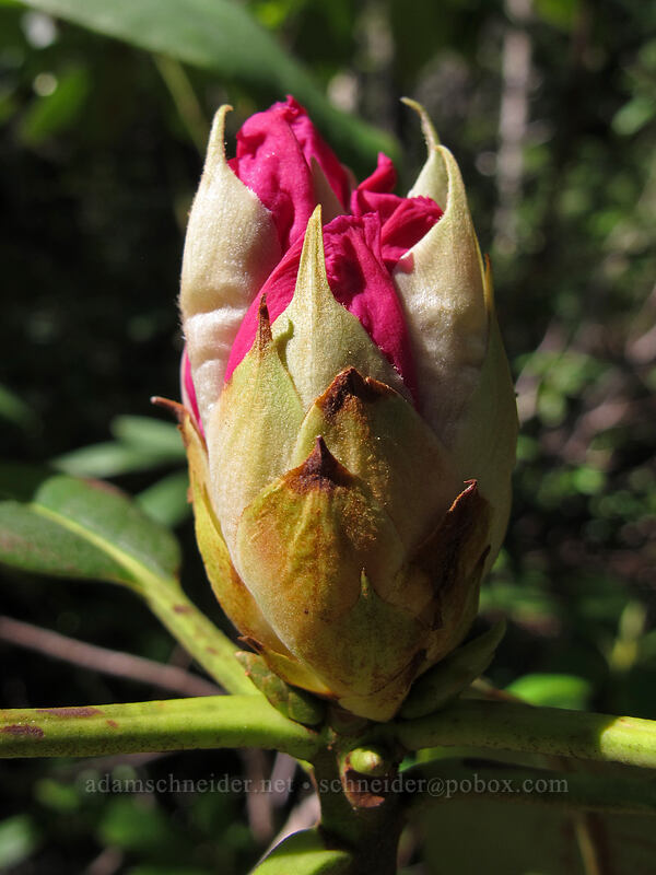 Pacific rhododendron (Rhododendron macrophyllum) [Mirror Lake Trail, Mt. Hood National Forest, Clackamas County, Oregon]