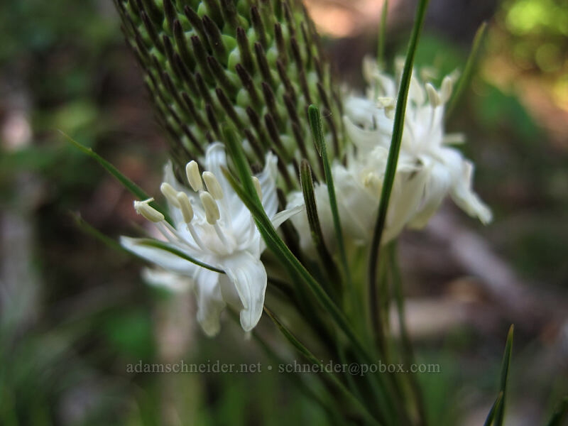beargrass (Xerophyllum tenax) [Mirror Lake Trail, Mt. Hood National Forest, Clackamas County, Oregon]