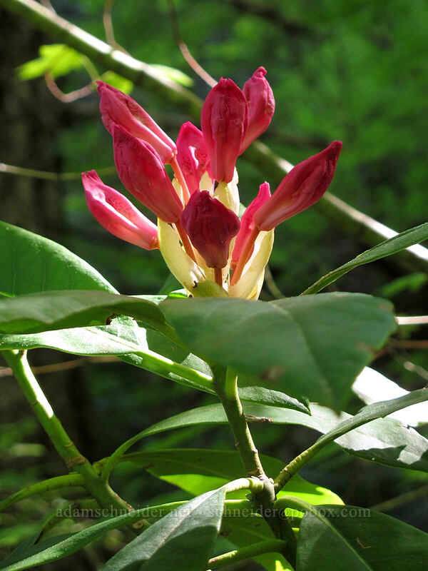 Pacific rhododendron (Rhododendron macrophyllum) [Mirror Lake Trail, Mt. Hood National Forest, Clackamas County, Oregon]