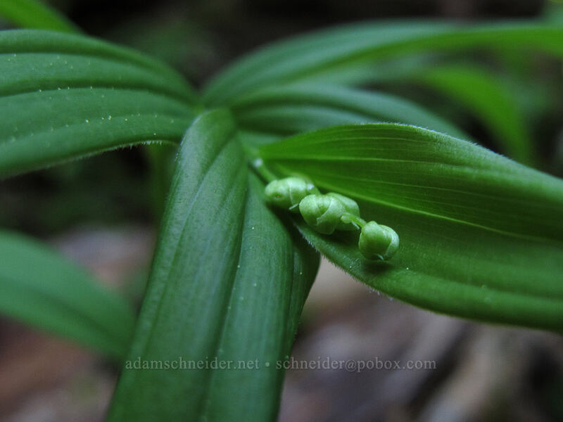 starry false solomon's-seal, budding (Maianthemum stellatum (Smilacina stellata)) [Mirror Lake Trail, Mt. Hood National Forest, Clackamas County, Oregon]