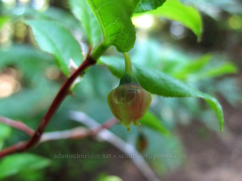 black huckleberry flower (Vaccinium membranaceum) [Mirror Lake, Mt. Hood National Forest, Clackamas County, Oregon]