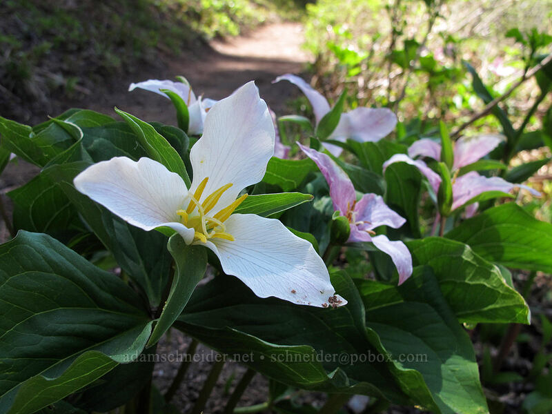 trillium (Trillium ovatum) [Mirror Lake, Mt. Hood National Forest, Clackamas County, Oregon]