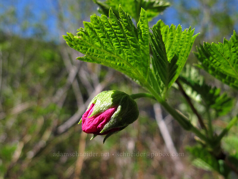salmonberry, budding (Rubus spectabilis) [Mirror Lake, Mt. Hood National Forest, Clackamas County, Oregon]