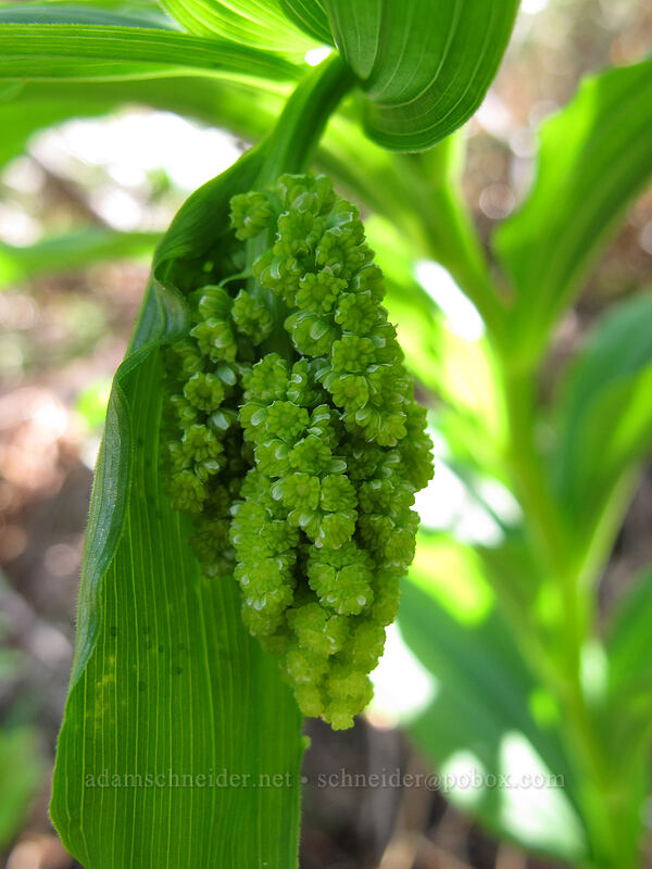 feathery false solomon's seal, budding (Maianthemum racemosum ssp. amplexicaule (Smilacina racemosa)) [Mirror Lake, Mt. Hood National Forest, Clackamas County, Oregon]