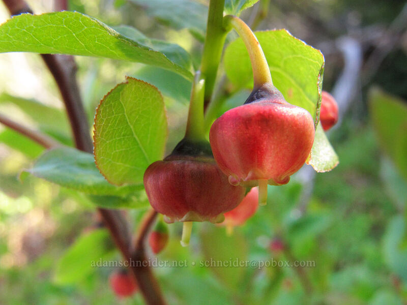 black huckleberry flowers (Vaccinium membranaceum) [Mirror Lake, Mt. Hood National Forest, Clackamas County, Oregon]