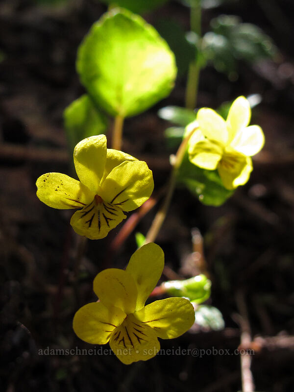 violets (Viola sp.) [Mirror Lake, Mt. Hood National Forest, Clackamas County, Oregon]