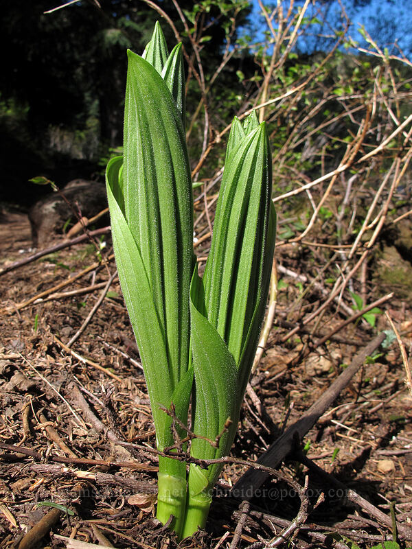corn lily shoots (Veratrum viride var. eschscholtzianum (Veratrum eschscholtzii)) [Mirror Lake, Mt. Hood National Forest, Clackamas County, Oregon]