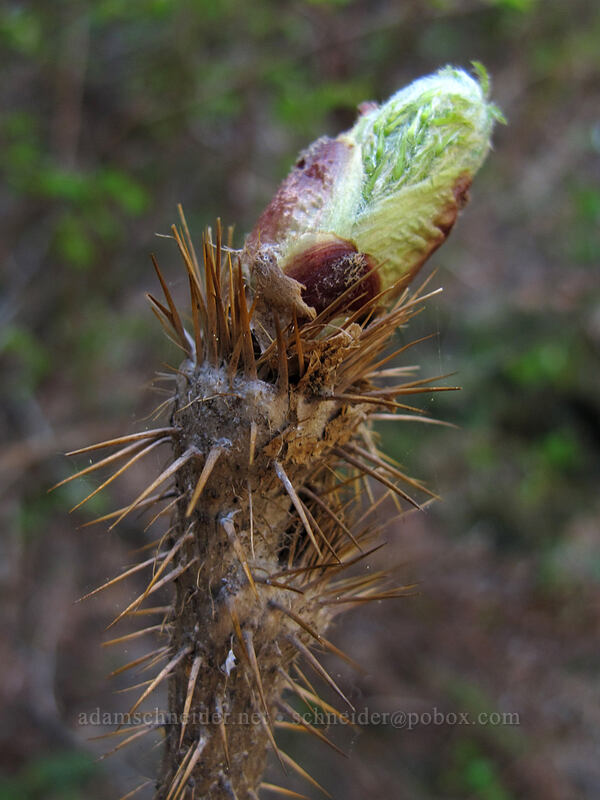 devil's club (Oplopanax horridus) [Mirror Lake, Mt. Hood National Forest, Clackamas County, Oregon]