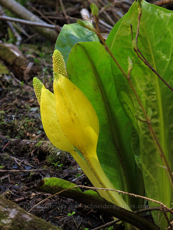 skunk cabbage (Lysichiton americanus) [Mirror Lake, Mt. Hood National Forest, Clackamas County, Oregon]