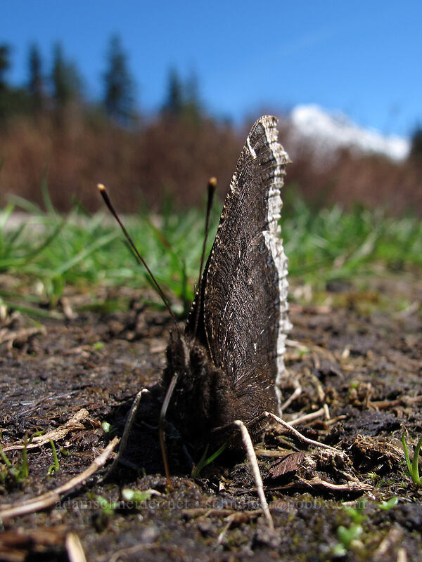 mourning cloak butterfly (Nymphalis antiopa) [Mirror Lake, Mt. Hood National Forest, Clackamas County, Oregon]