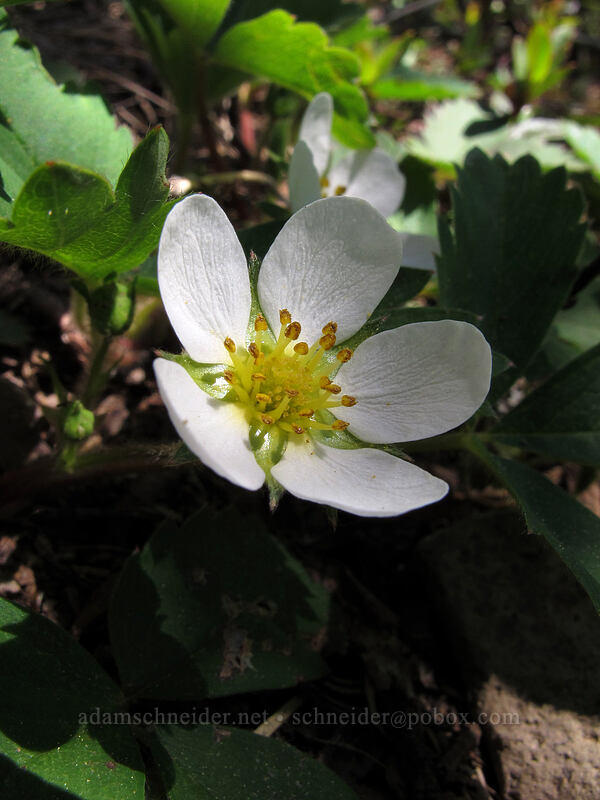 wild strawberry (Fragaria virginiana) [Mirror Lake, Mt. Hood National Forest, Clackamas County, Oregon]