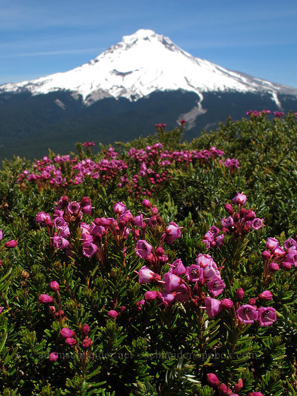 Mount Hood & pink mountain heather (Phyllodoce empetriformis) [Tom Dick & Harry Mountain, Mt. Hood National Forest, Clackamas County, Oregon]