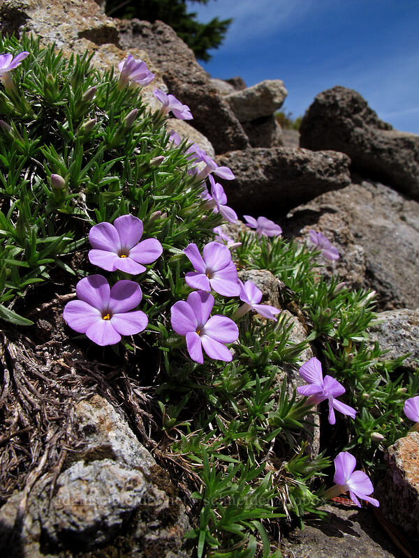 spreading phlox (Phlox diffusa) [Tom Dick & Harry Mountain, Mt. Hood National Forest, Clackamas County, Oregon]