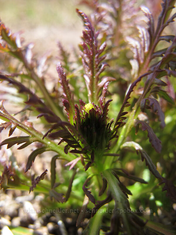 lousewort leaves (Pedicularis sp.) [Tom Dick & Harry Mountain, Mt. Hood National Forest, Clackamas County, Oregon]