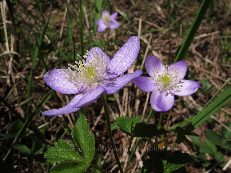 Oregon anemones (Anemone oregana (Anemonoides oregana)) [Ski Bowl, Mt. Hood National Forest, Clackamas County, Oregon]