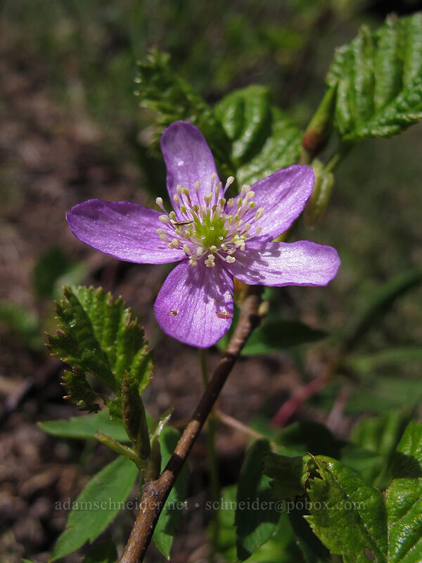 Oregon anemone (Anemone oregana (Anemonoides oregana)) [Ski Bowl, Mt. Hood National Forest, Clackamas County, Oregon]