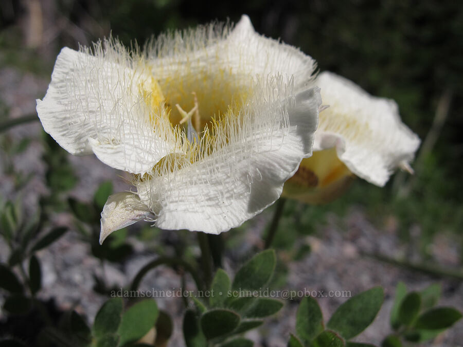 subalpine mariposa lilies (Calochortus subalpinus) [Umbrella Falls Trail, Mt. Hood National Forest, Hood River County, Oregon]