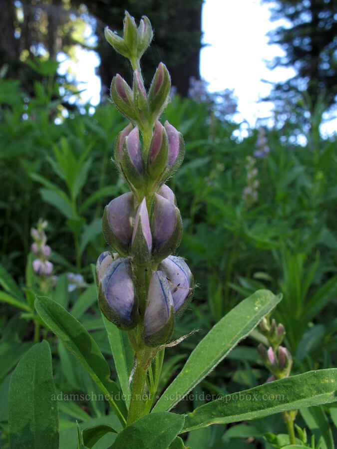 lupine (Lupinus latifolius) [Umbrella Falls Trail, Mt. Hood National Forest, Hood River County, Oregon]