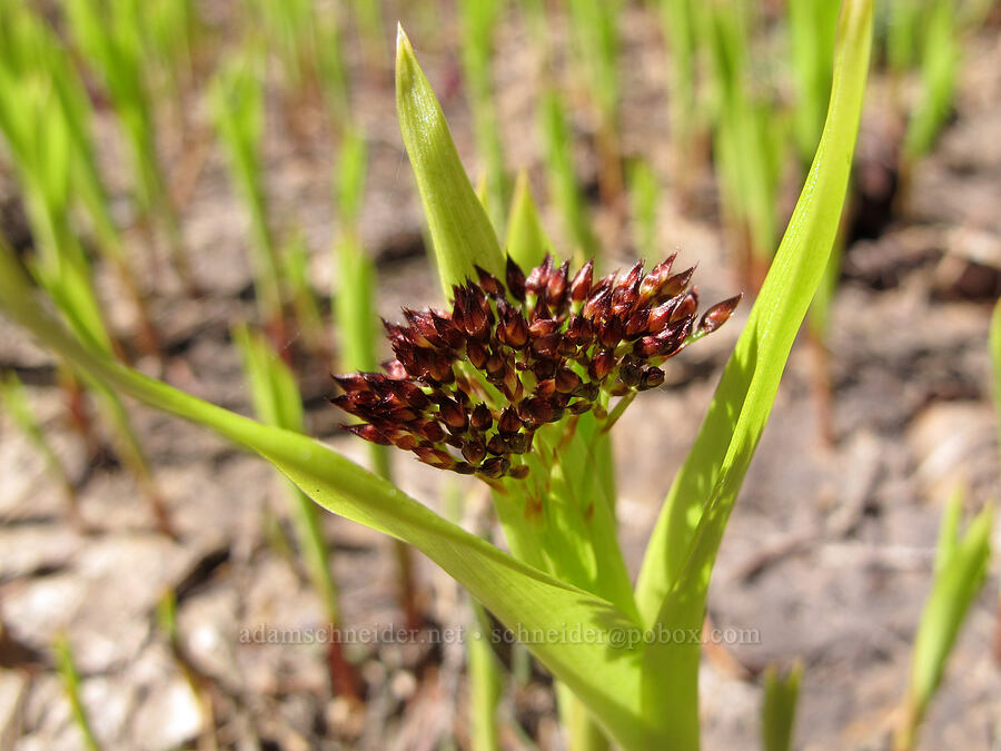 Hitchcock's wood-rush (Luzula hitchcockii) [Umbrella Falls Trail, Mt. Hood National Forest, Hood River County, Oregon]