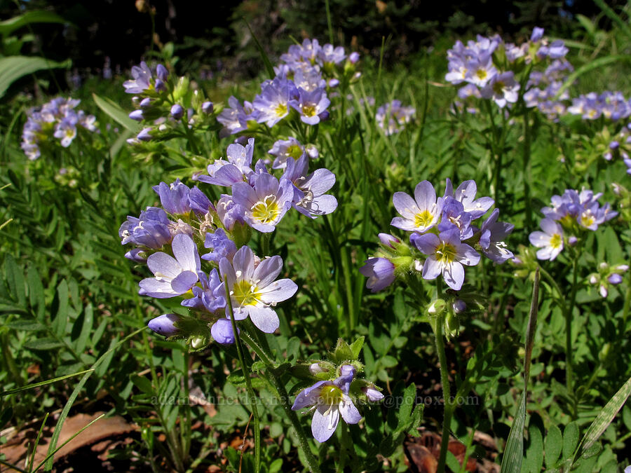 California jacob's-ladder (Polemonium californicum) [Umbrella Falls Trail, Mt. Hood National Forest, Hood River County, Oregon]