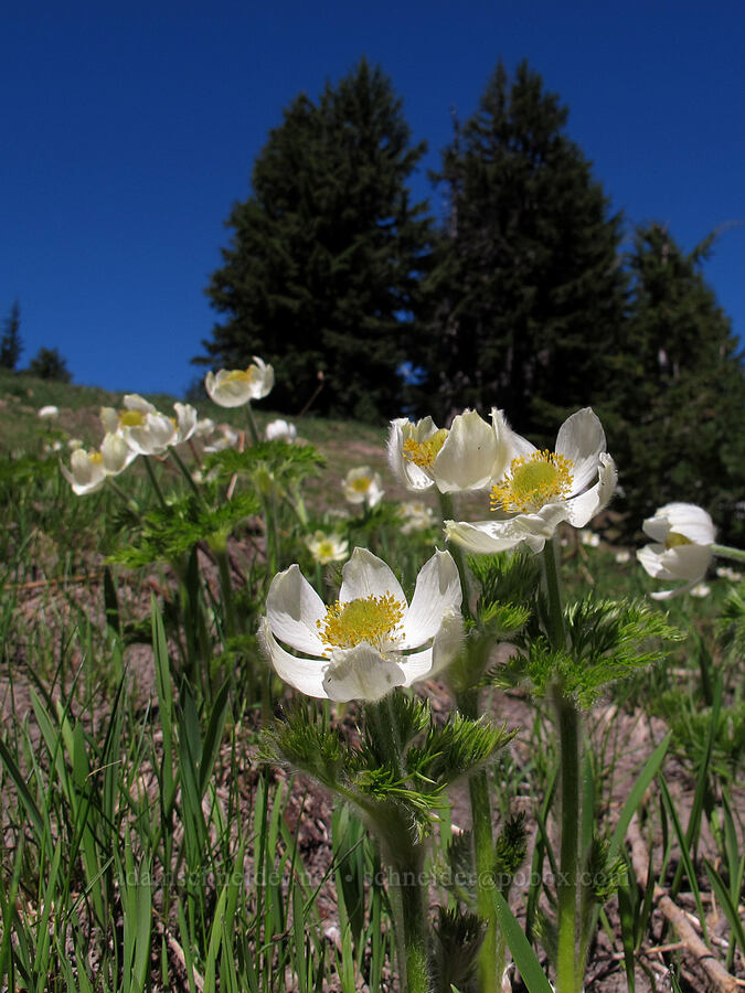 western pasqueflowers (Anemone occidentalis (Pulsatilla occidentalis)) [Mt. Hood Meadows, Mt. Hood National Forest, Hood River County, Oregon]