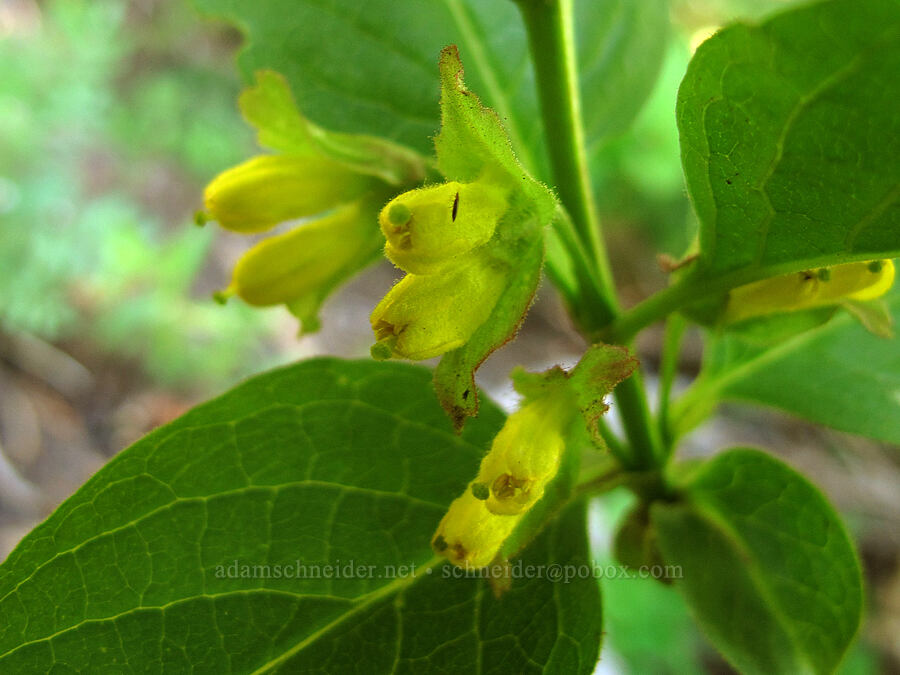 black twinberry flowers (Lonicera involucrata) [Mt. Hood Meadows, Mt. Hood National Forest, Hood River County, Oregon]