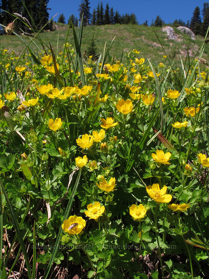 fan-leaf cinquefoil (Potentilla flabellifolia) [Mt. Hood Meadows, Mt. Hood National Forest, Hood River County, Oregon]