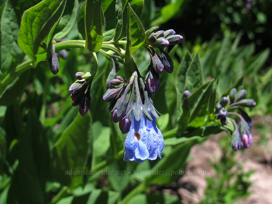 tall bluebells (Mertensia paniculata) [Heather Canyon, Mt. Hood National Forest, Hood River County, Oregon]