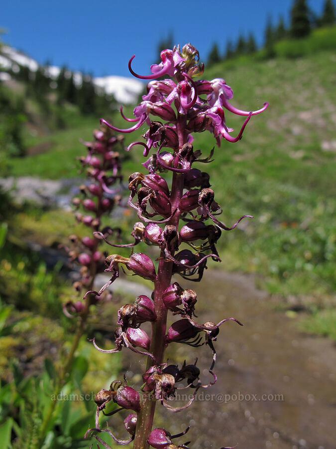 elephant's-head lousewort (Pedicularis groenlandica) [Heather Canyon, Mt. Hood National Forest, Hood River County, Oregon]