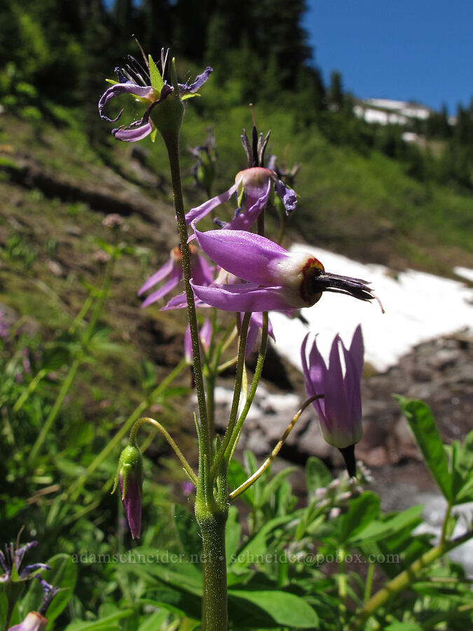 tall mountain shooting star (Dodecatheon jeffreyi (Primula jeffreyi)) [Heather Canyon, Mt. Hood National Forest, Hood River County, Oregon]