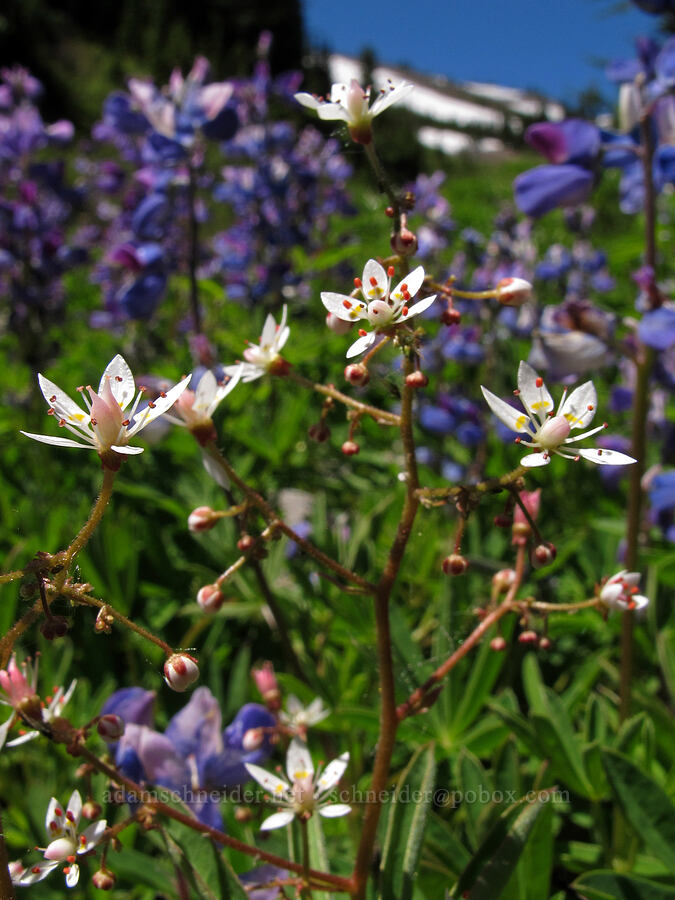 rusty saxifrage & lupines (Micranthes ferruginea (Saxifraga ferruginea), Lupinus latifolius) [Heather Canyon, Mt. Hood National Forest, Hood River County, Oregon]