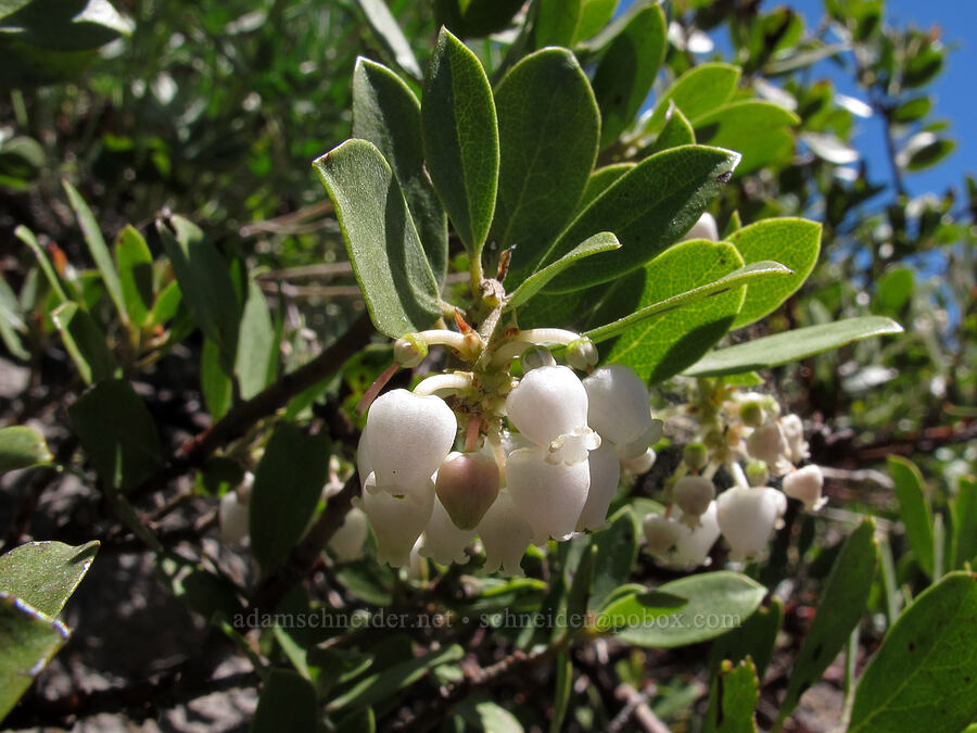 pine-mat manzanita flowers (Arctostaphylos nevadensis) [Clark Creek Canyon, Mt. Hood National Forest, Hood River County, Oregon]