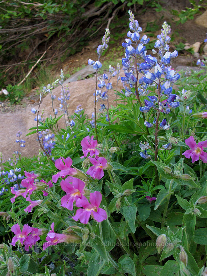 Lewis's monkeyflower & lupines (Erythranthe lewisii (Mimulus lewisii), Lupinus latifolius) [Newton Creek Canyon, Mt. Hood Wilderness, Hood River County, Oregon]