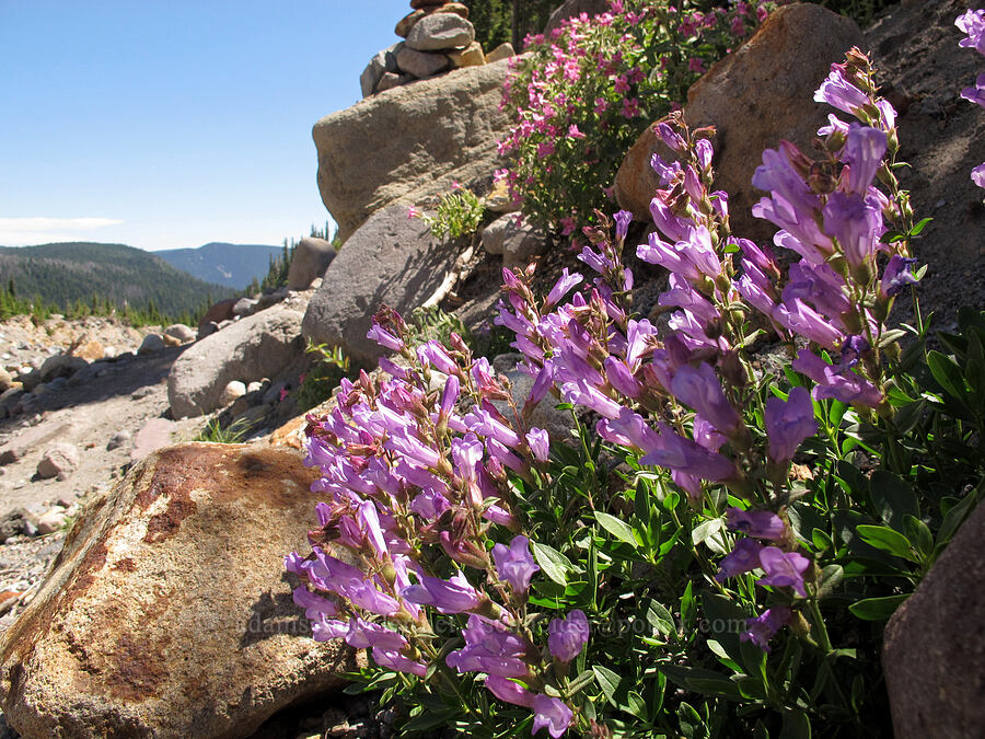 shrubby penstemon & Lewis's monkeyflower (Penstemon fruticosus, Erythranthe lewisii (Mimulus lewisii)) [Newton Creek Canyon, Mt. Hood Wilderness, Hood River County, Oregon]