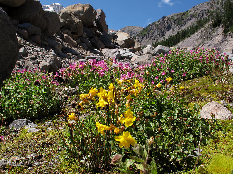 yellow monkeyflower & Lewis's monkeyflower (Erythranthe guttata (Mimulus guttatus), Erythranthe lewisii (Mimulus lewisii)) [Newton Creek Canyon, Mt. Hood Wilderness, Hood River County, Oregon]