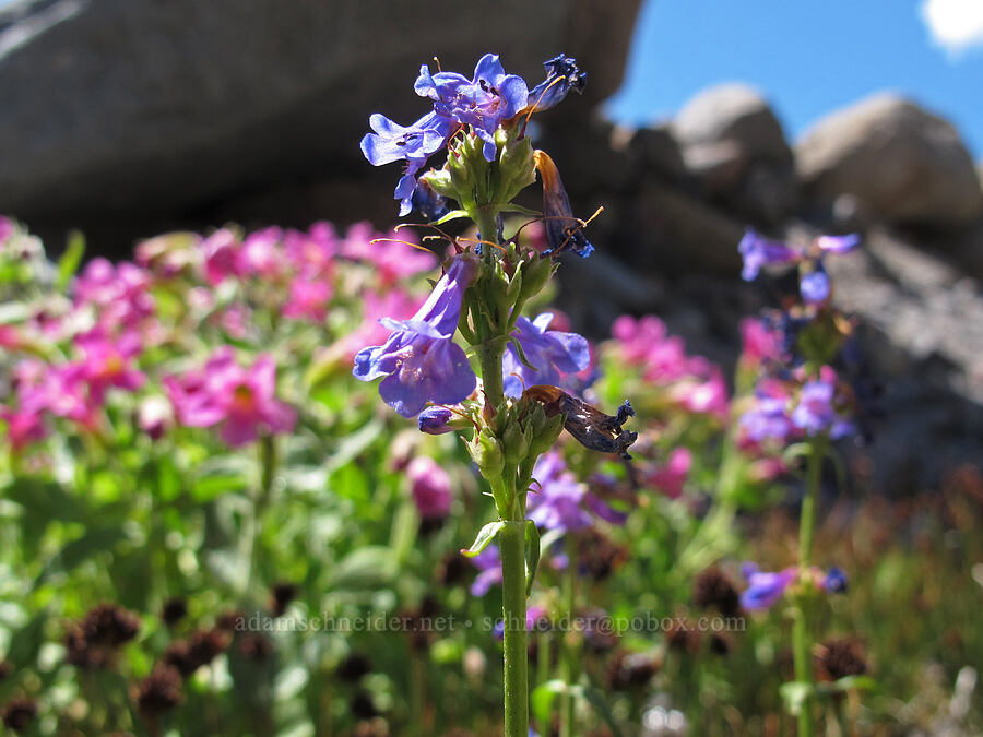 small-flowered penstemon & Lewis's monkeyflower (Penstemon procerus, Erythranthe lewisii (Mimulus lewisii)) [Newton Creek Canyon, Mt. Hood Wilderness, Hood River County, Oregon]